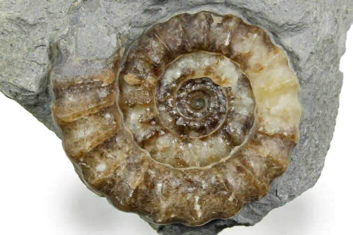 Jurassic Ammonite (Promicroceras) Fossil - Lyme Regis #351278